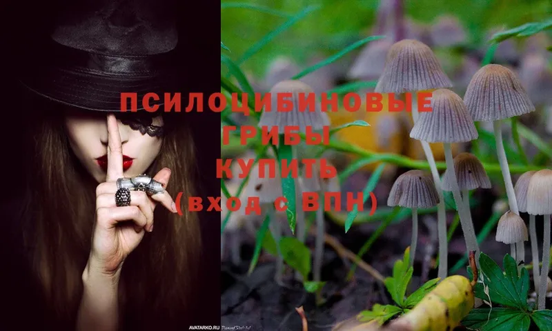 кракен зеркало  Майкоп  Галлюциногенные грибы MAGIC MUSHROOMS 